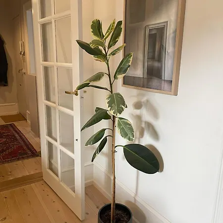 Apartmentincopenhagen 1592 *